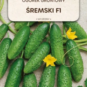 Ogórek gruntowy ŚREMSKI F1 wczesny do konserwowania i kiszenia