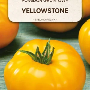 Pomidor gruntowy YELLOWSTONE żółty średnio późny