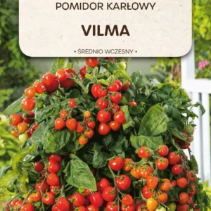 Pomidor VILMA na balkony i tarasy, do donic