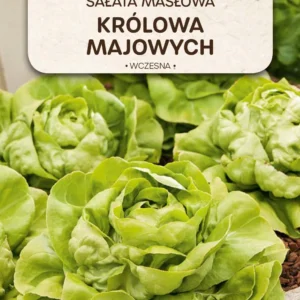 Sałata masłowa Królowa Majowych głowiasta wczesna