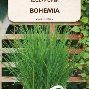Szczypiorek Bohemia wieloletni