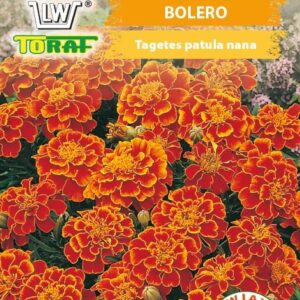 Aksamitka rozpierzchła Bolero