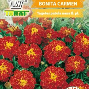 Aksamitka rozpierzchła Bonita Carmen