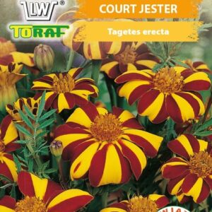 Aksamitka rozpierzchła COURT JESTER