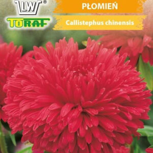 Aster wysoki chryzantemowy PŁOMIEŃ