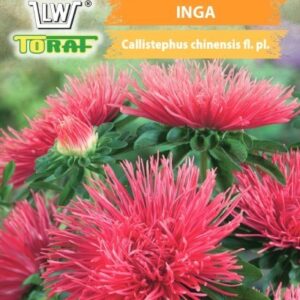 Aster wysoki igiełkowy Inga różowo-czerwony
