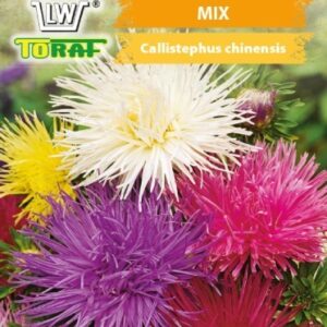 Aster wysoki igiełkowy mix