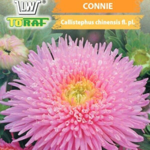 Aster wysoki książęcy Connie