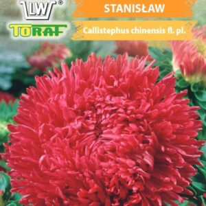 Aster wysoki peoniowy Stanisław