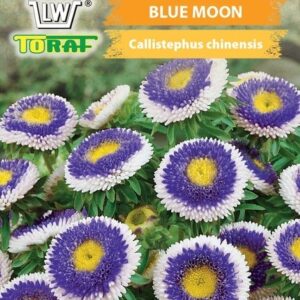 Aster wysoki pomponowy Blue Moon