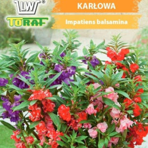 Balsamina kameliowa karłowa