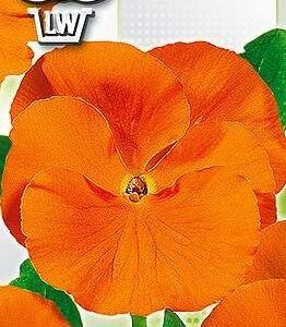 Bratek wielkokwiatowy pomarańczowy