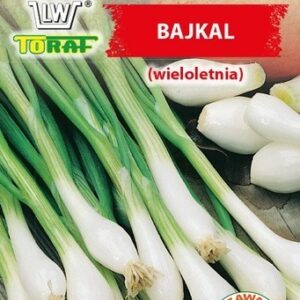 Cebula Siedmiolatka Bajkał