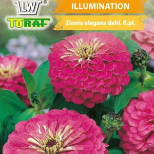 Cynia daliowa ILLUMINATION