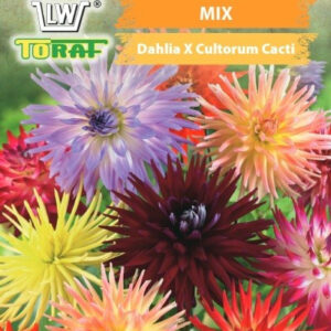 Dalia kaktusowa mix