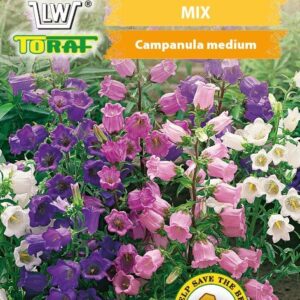 Dzwonek ogrodowy mieszanka