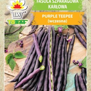 Fasola szparagowa karłowa Purple Teepee