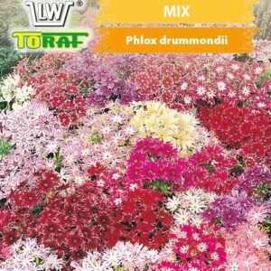 Floks gwieździsty mieszanka