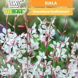 GAURA BIAŁA bylina drobne białe kwiaty