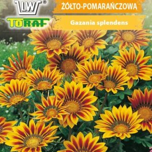 Gazania lśniąca pomarańczowo-żółta