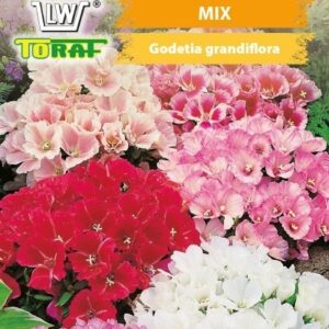 Godecja wielkokwiatowa mix