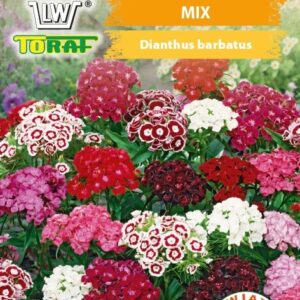 Goździk brodaty mieszanka