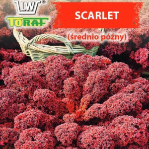 Jarmuż Scarlet (średnio późny)