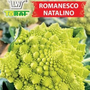 Kalafior Romanesco Natalino