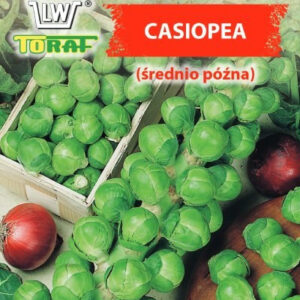 Kapusta Brukselska Casiopea (średnio późna)
