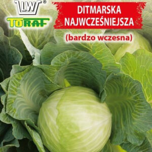 Kapusta głowiasta DITMARSKA NAJWCZEŚNIEJSZA (bardzo wczesna)
