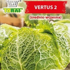Kapusta włoska Vertus 2