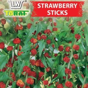 Komosa rózgowa Strawberry Sticks