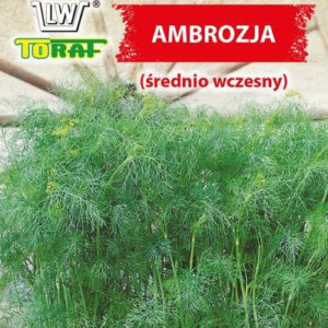 Koper ogrodowy AMBROZJA (średnio wczesny)