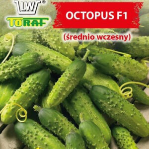 Ogórek gruntowy OCTOPUS F1 (średnio wczesny)