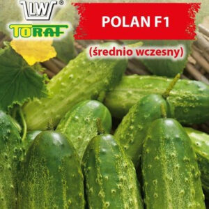 Ogórek gruntowy POLAN F1 (mieszaniec, średnio wczesny)