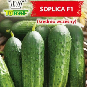 Ogórek gruntowy SOPLICA F1 (średnio wczesny)