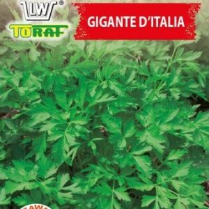 Pietruszka naciowa Gigante D'Italia