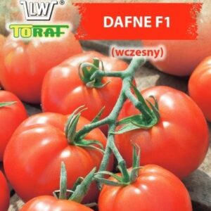 Pomidor szklarniowy Dafne F1 (wczesny)