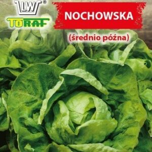 Sałata głowiasta masłowa Nochowska (późna)