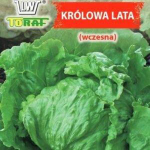 Sałata krucha - lodowa Królowa Lata (wczesna)