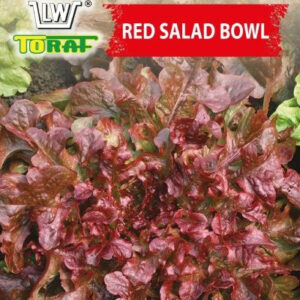 Sałata liściowa - dębolistna Red Salad Bowl