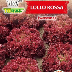 Sałata liściowa Lollo Rossa (wczesna)