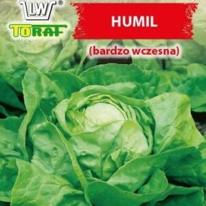 Sałata masłowa zimująca Humil