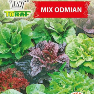 Sałata MIX ODMIAN