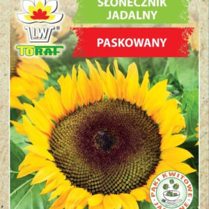 Słonecznik jadalny paskowany