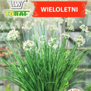 Szczypiorek czosnkowy wieloletni