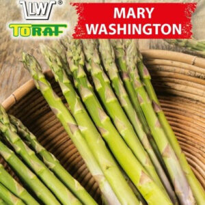 Szparag Mary Washington