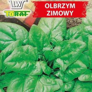 Szpinak OLBRZYM ZIMOWY zimuje w gruncie szybko rośnie