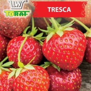 Truskawka Tresca