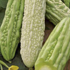 Balsamka ogórkowata